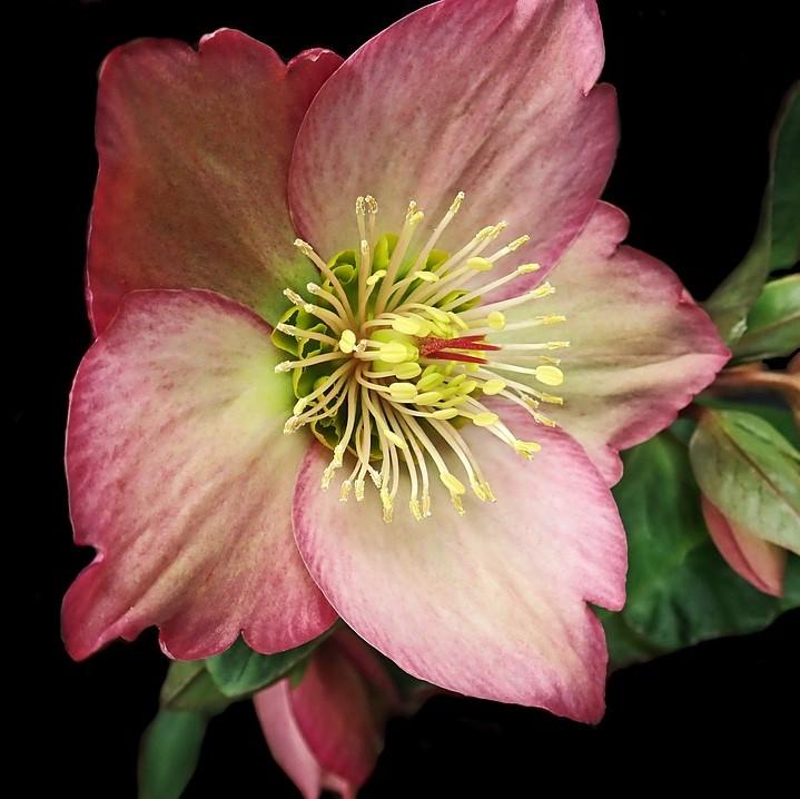 Helleborus 'Frostkiss' ~ Frostkiss Lenten Rose-ServeScape