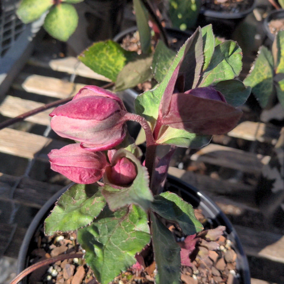 Helleborus 'Frostkiss' ~ Frostkiss Lenten Rose-ServeScape