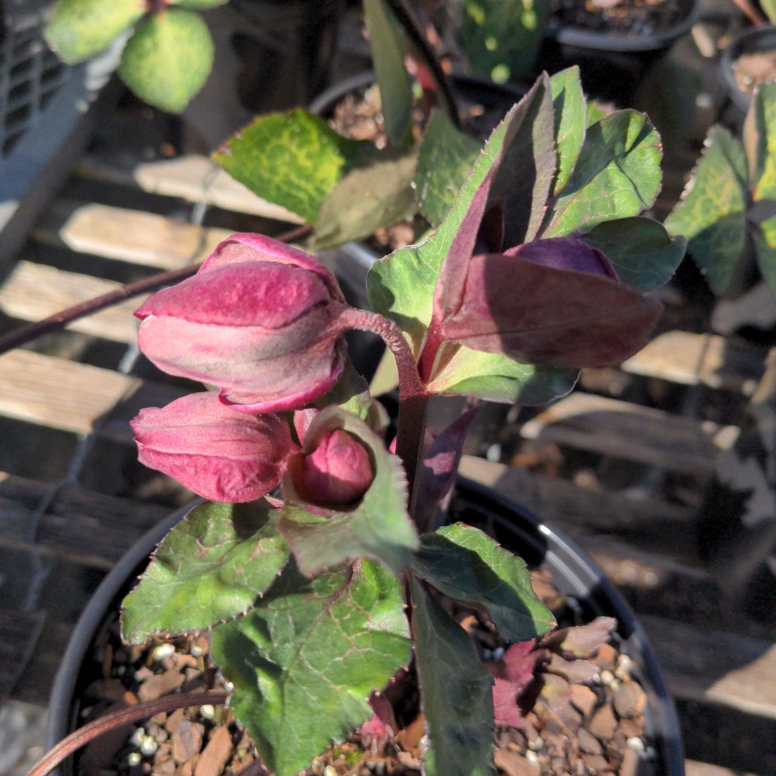 Helleborus 'Frostkiss' ~ Frostkiss Lenten Rose-ServeScape