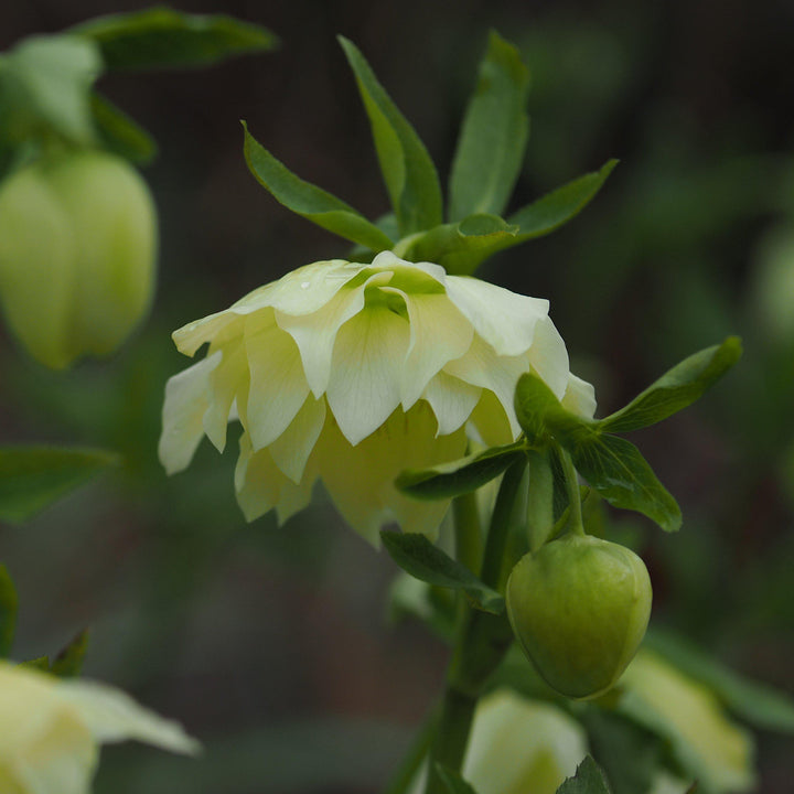 Helleborus 'Golden Lotus' ~ Winter Jewels® Golden Lotus Lenten Rose-ServeScape