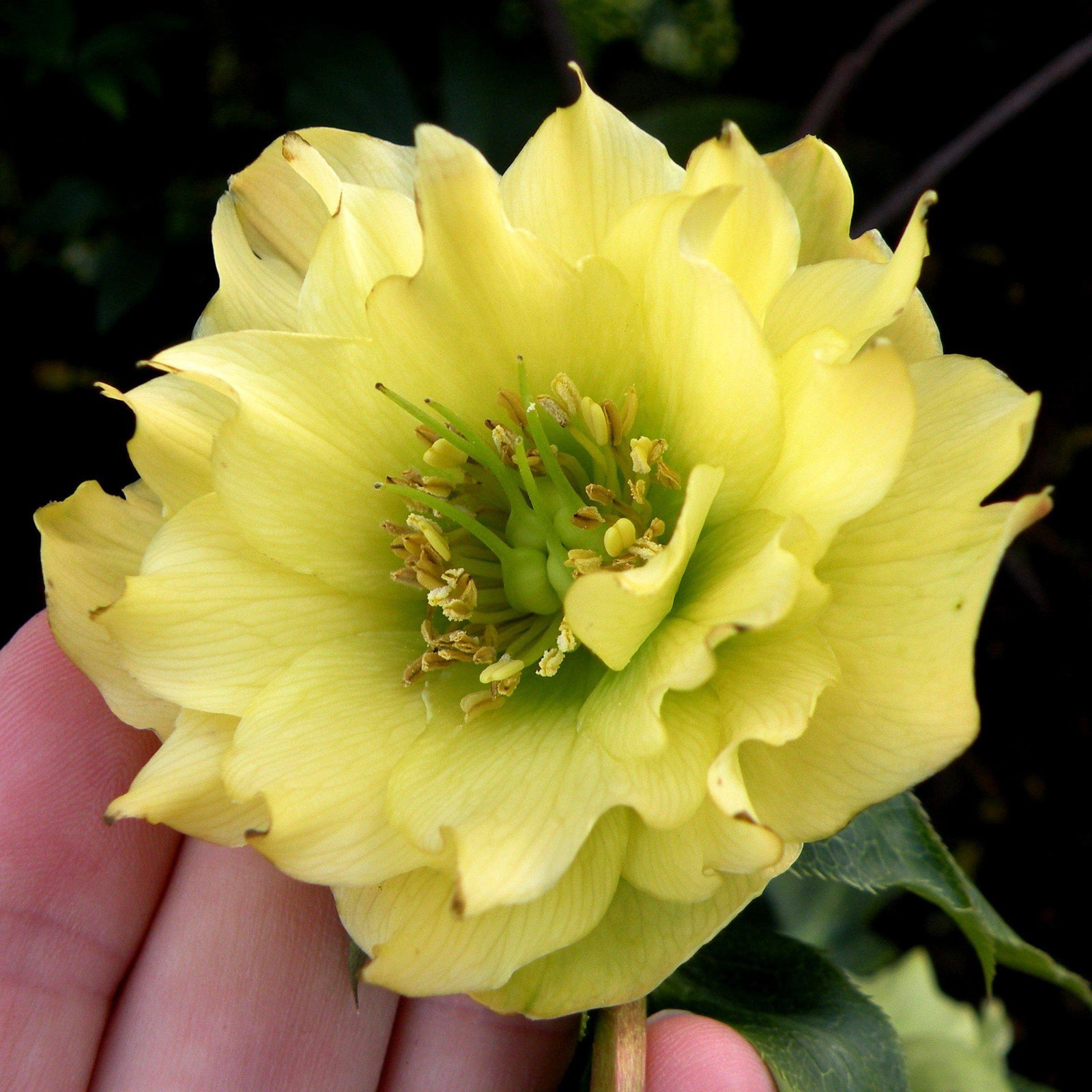 Helleborus 'Golden Lotus' ~ Winter Jewels® Golden Lotus Lenten Rose - Delivered By ServeScape