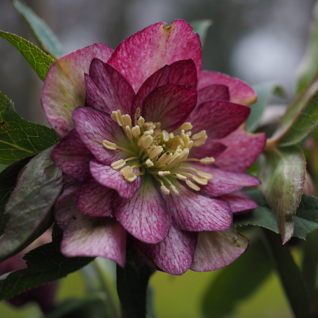 Helleborus 'Harlequin Gem' ~ Winter Jewels® Harlequin Gem Lenten Rose-ServeScape