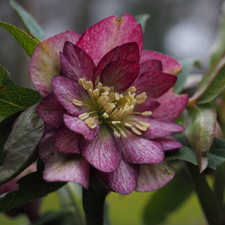 Helleborus 'Harlequin Gem' ~ Winter Jewels® Harlequin Gem Lenten Rose-ServeScape