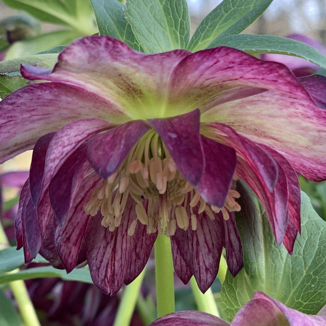 Helleborus 'Harlequin Gem' ~ Winter Jewels® Harlequin Gem Lenten Rose - Delivered By ServeScape