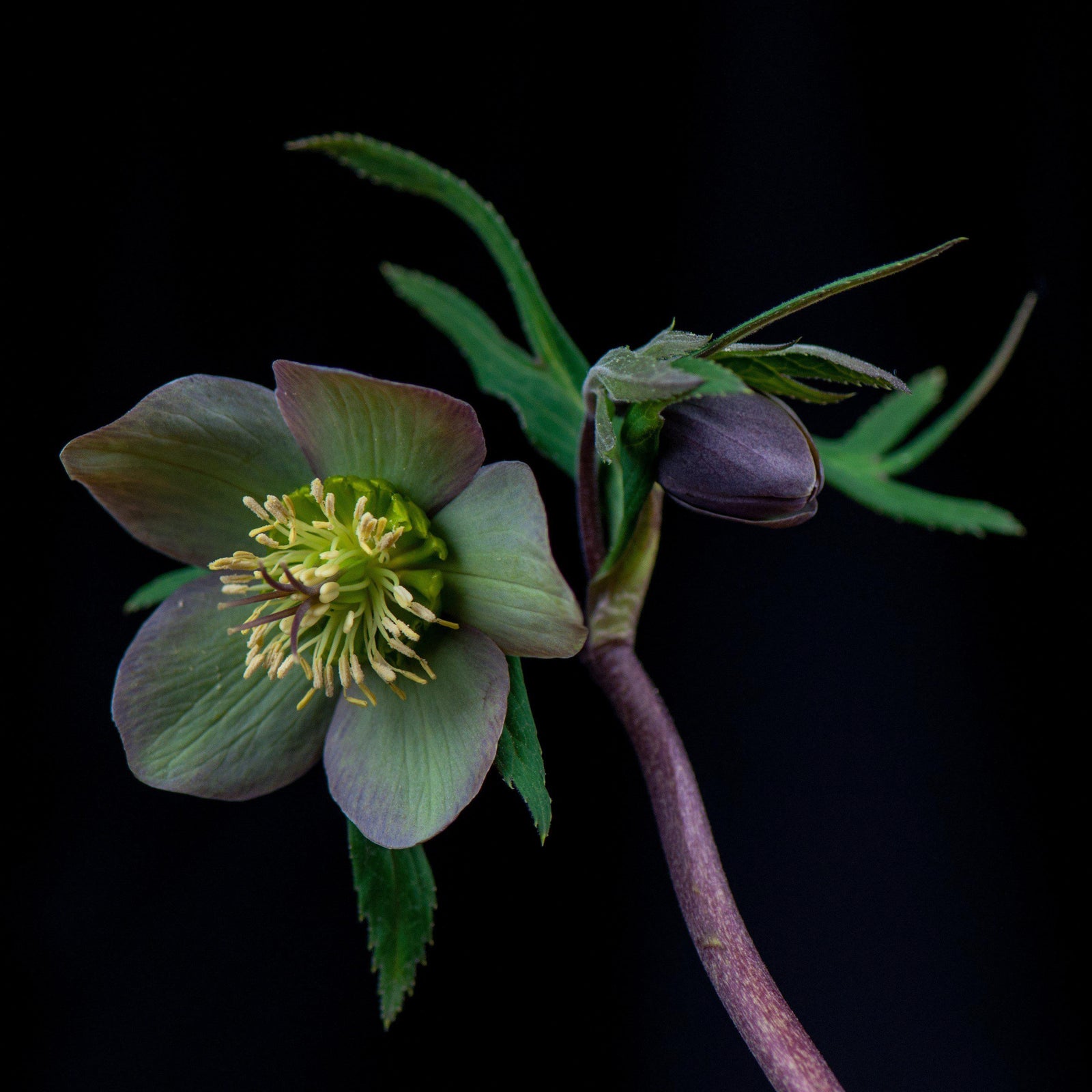 Helleborus 'Jade Star' ~ Winter Jewels® Jade Star Lenten Rose-ServeScape