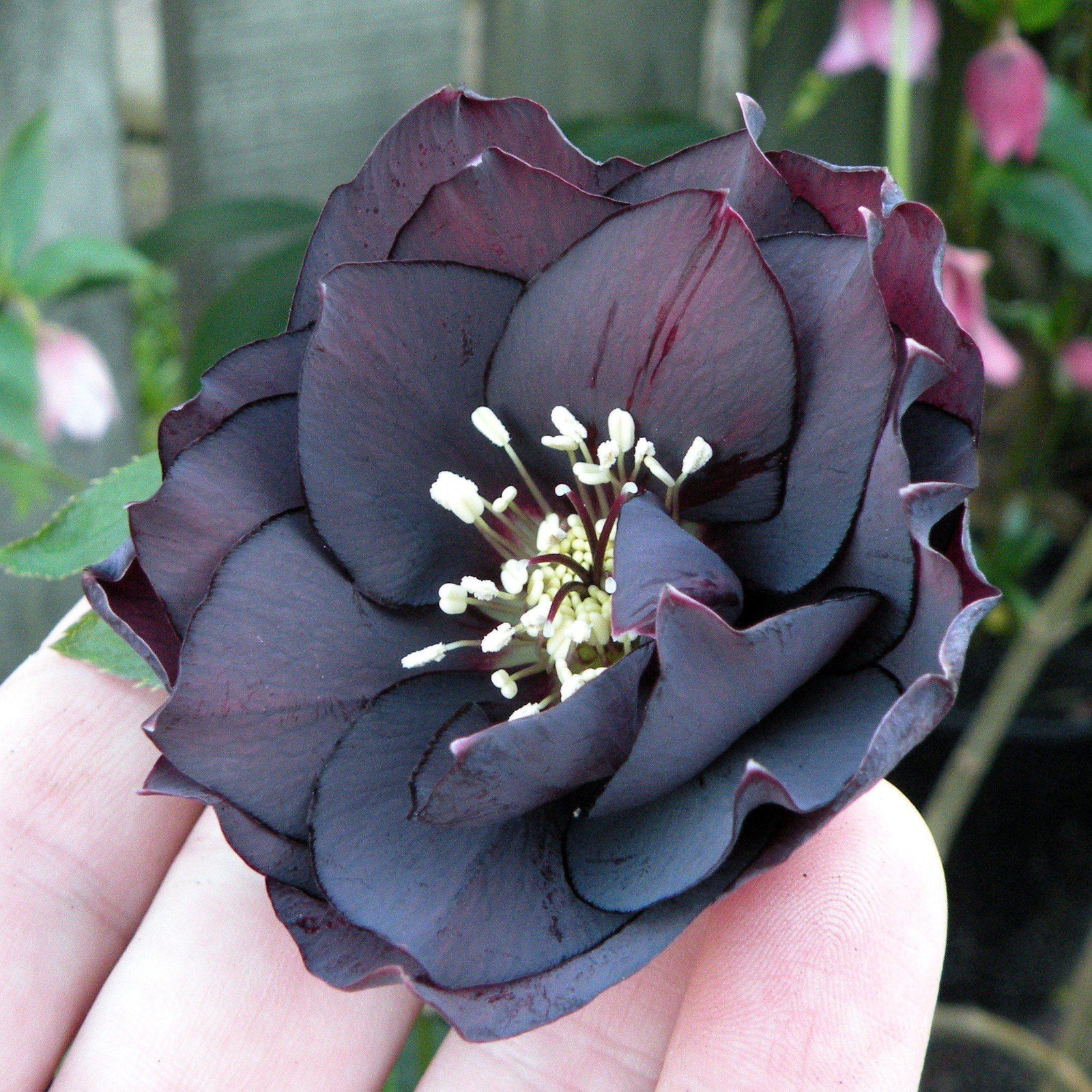 Helleborus 'Onyx Odyssey' ~ Winter Jewels® Onyx Odyssey - Delivered By ServeScape