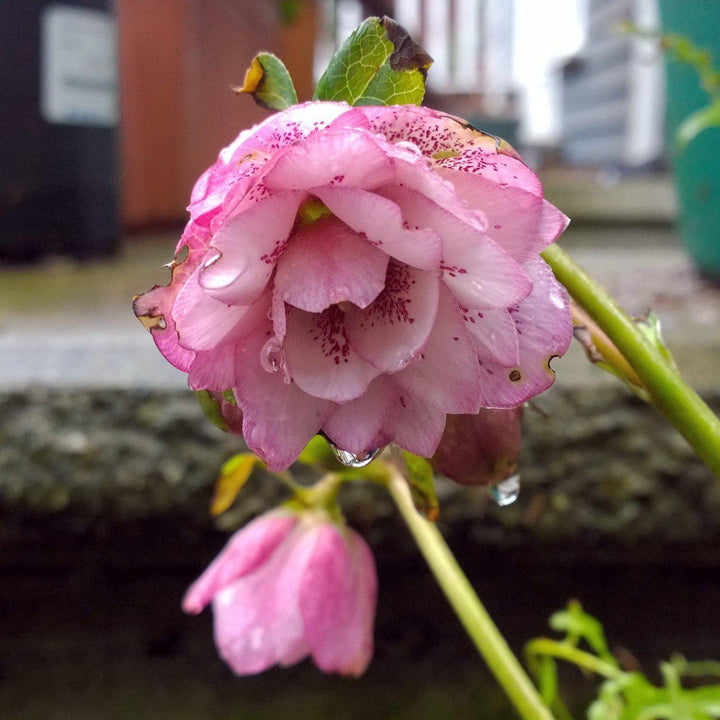 Helleborus 'Peppermint Ice' ~ Winter Jewels® Peppermint Ice Lenten Rose-ServeScape