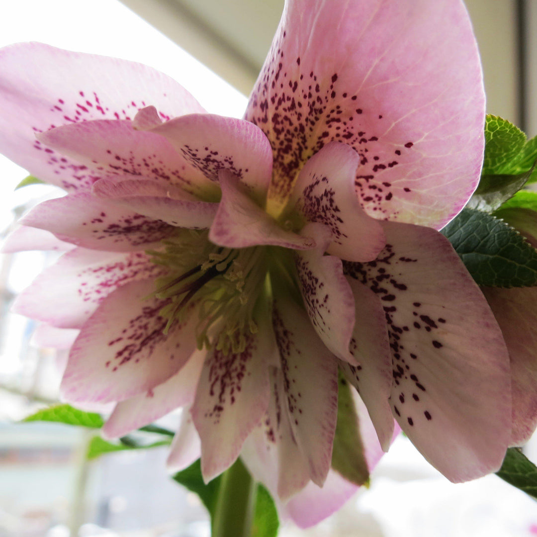 Helleborus 'Peppermint Ice' ~ Winter Jewels® Peppermint Ice Lenten Rose-ServeScape