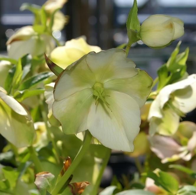 Helleborus 'Royal Heritage' ~ Royal Heritage™ Strain Lenten Rose-ServeScape