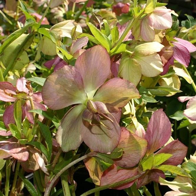 Helleborus 'Royal Heritage' ~ Royal Heritage™ Strain Lenten Rose-ServeScape