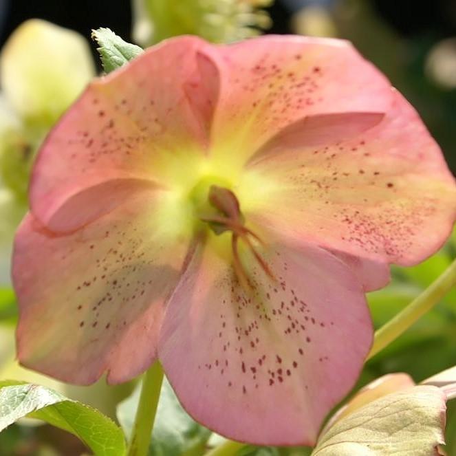 Helleborus 'Royal Heritage' ~  Royal Heritage™ Strain Lenten Rose - Delivered By ServeScape