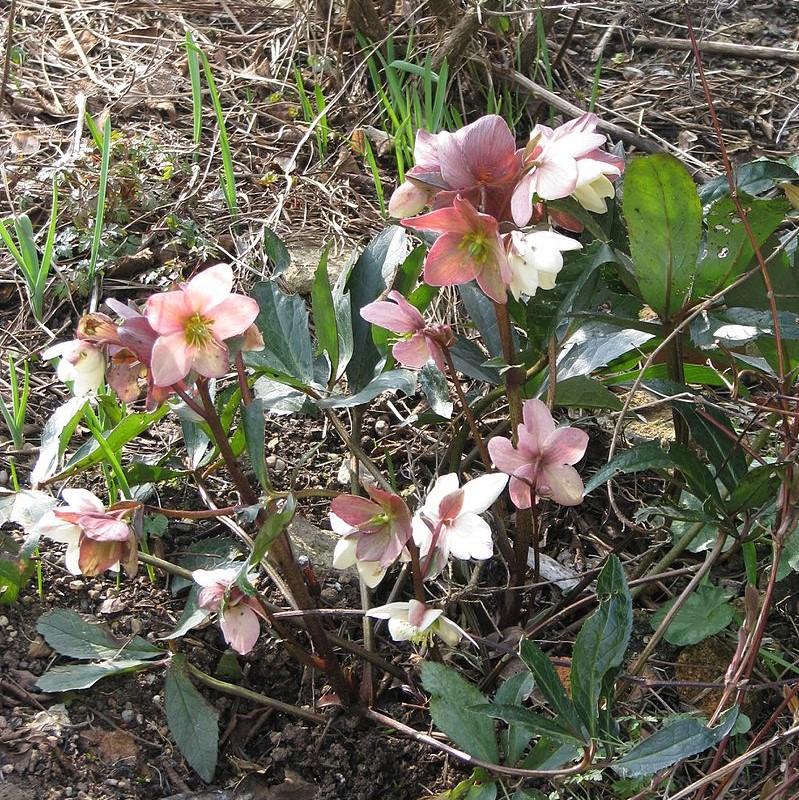 Helleborus 'Walhelivor' ~ Ivory Prince Lenten Rose-ServeScape