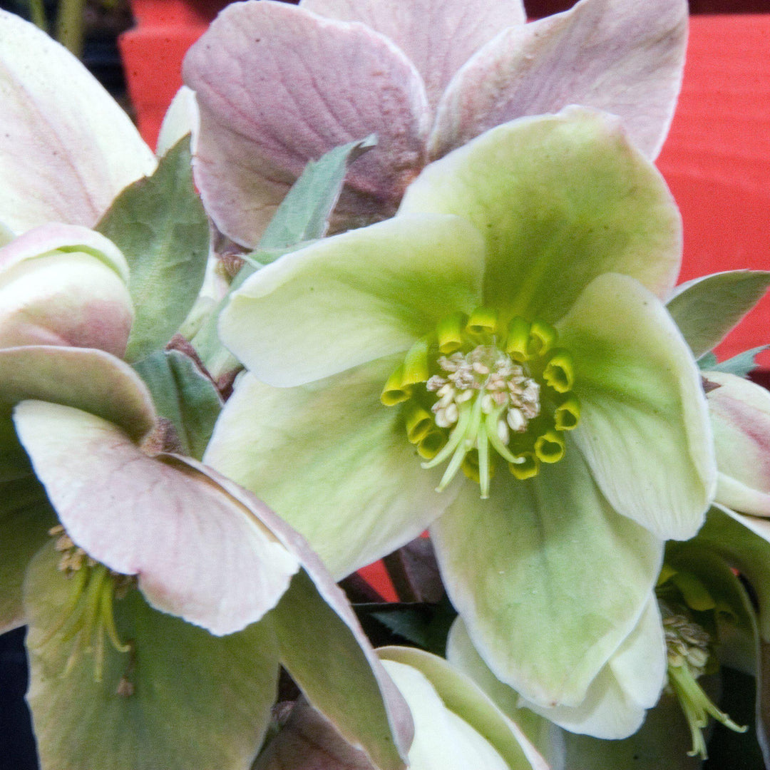 Helleborus 'Ivory Prince' ~ Ivory Prince Lenten Rose - Delivered By ServeScape