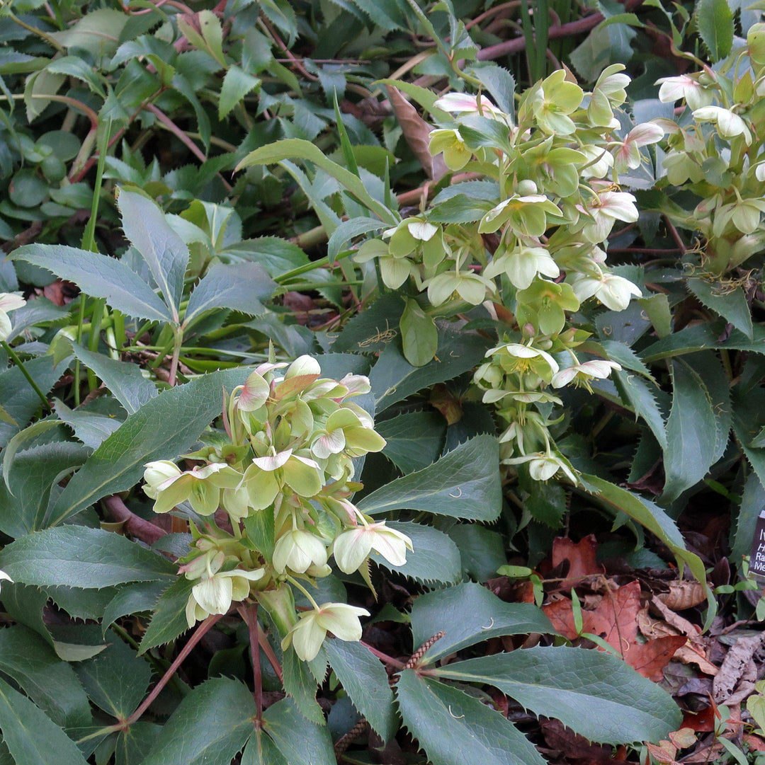 Helleborus 'Walhelivor' ~ Ivory Prince Lenten Rose-ServeScape