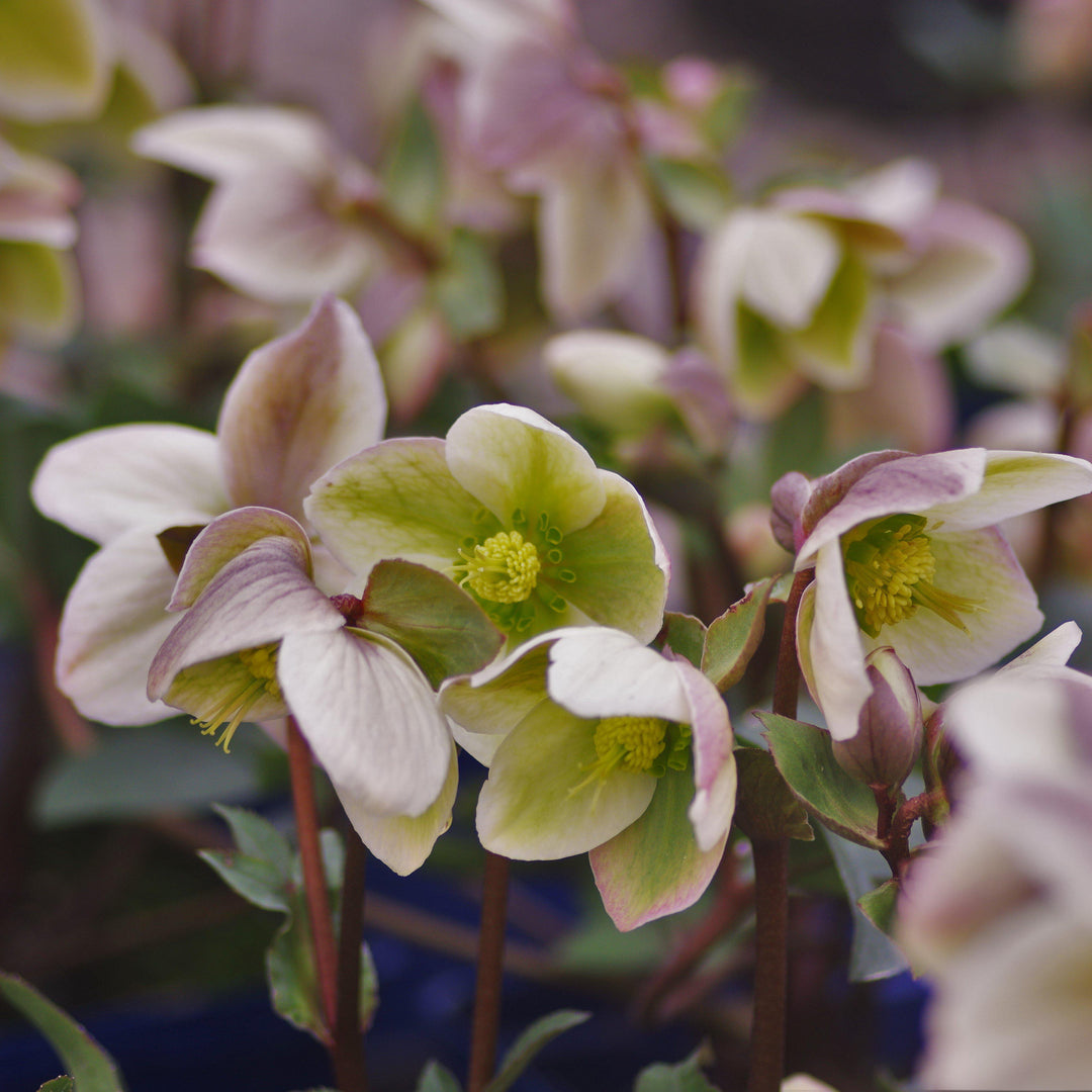 Helleborus 'Walhelivor' ~ Ivory Prince Lenten Rose-ServeScape