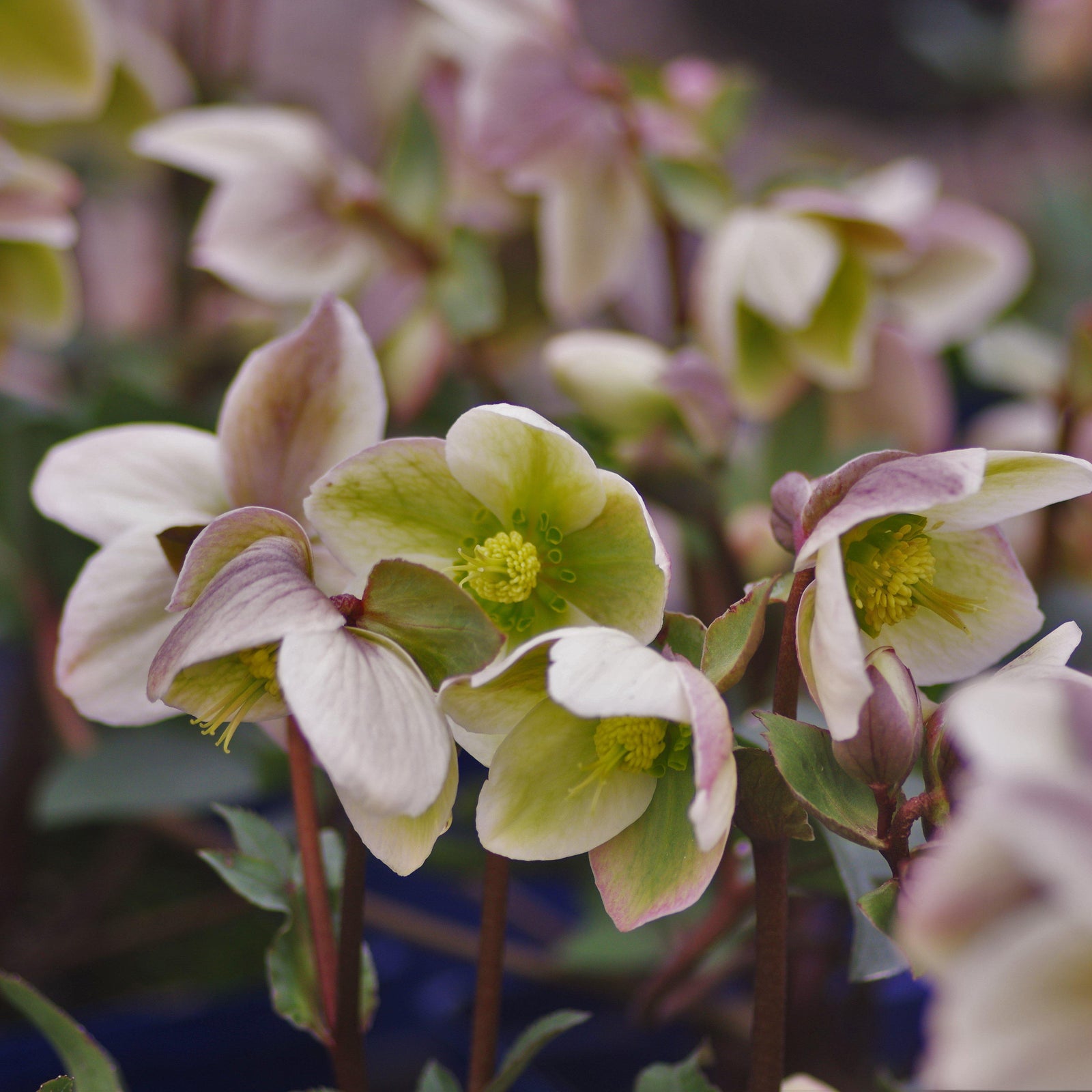 Helleborus 'Walhelivor' ~ Ivory Prince Lenten Rose-ServeScape