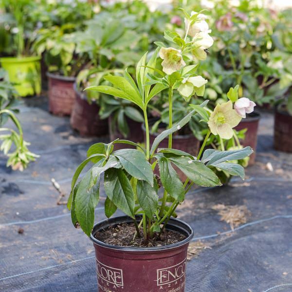 Helleborus hybridus  ~ Hybrid Hellebore, Lenten Rose - Delivered By ServeScape