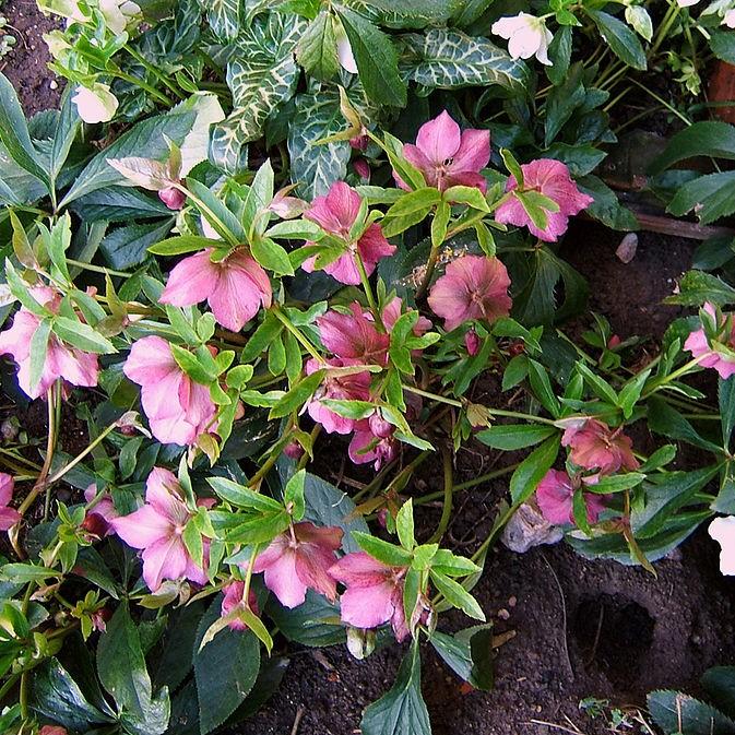 Helleborus hybridus ~ Hybrid Hellebore, Lenten Rose-ServeScape