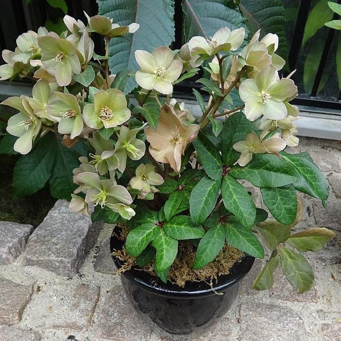 Helleborus hybridus ~ Hybrid Hellebore, Lenten Rose-ServeScape