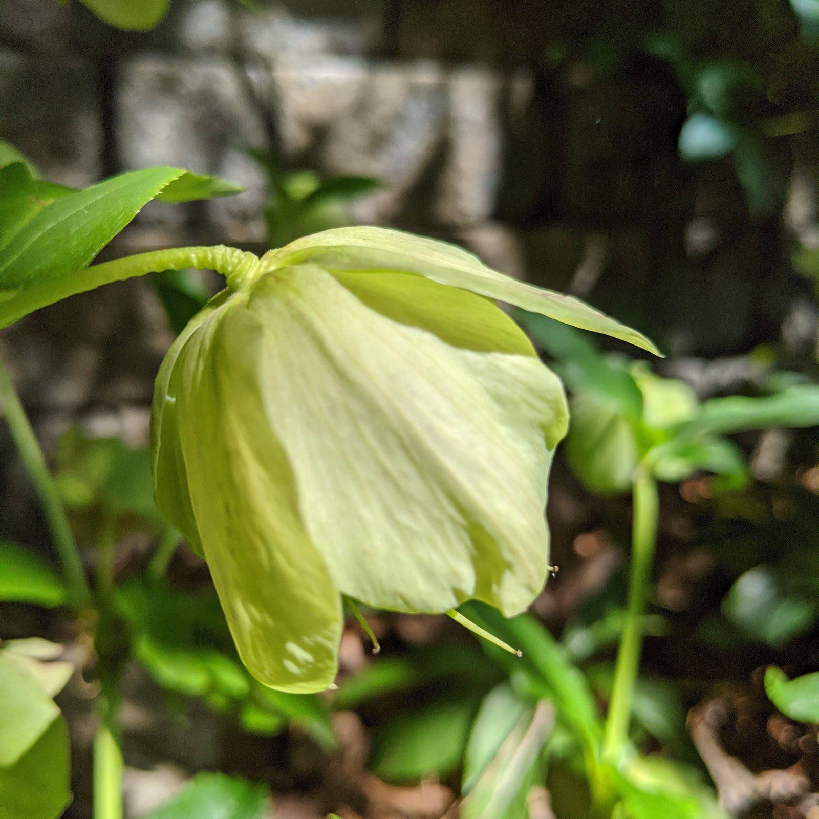 Helleborus hybridus ~ Hybrid Hellebore, Lenten Rose - Delivered By ServeScape