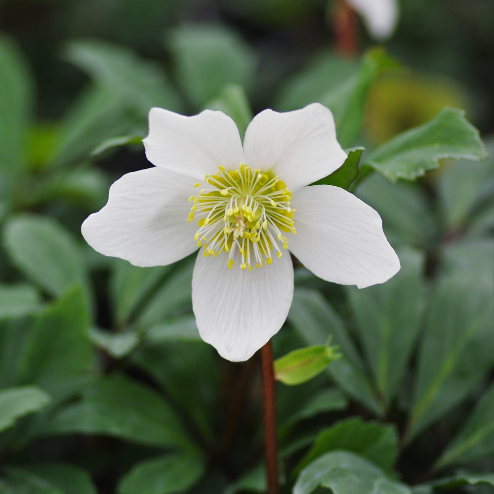 Helleborus niger 'HGC Jacob' PP17,799 ~ Gold Collection® Jacob Christmas Rose-ServeScape