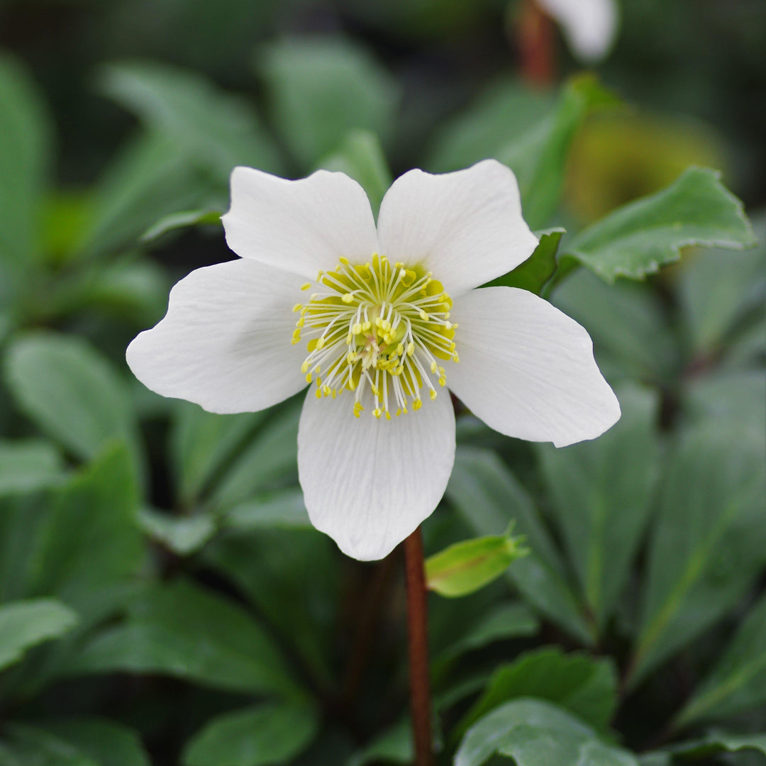 Helleborus niger 'HGC Jacob' PP17,799 ~ Gold Collection® Jacob Christmas Rose-ServeScape