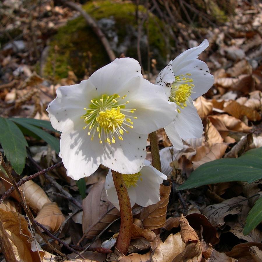 Helleborus niger 'HGC Jacob' PP17,799 ~Gold Collection® Jacob Christmas Rose - Delivered By ServeScape