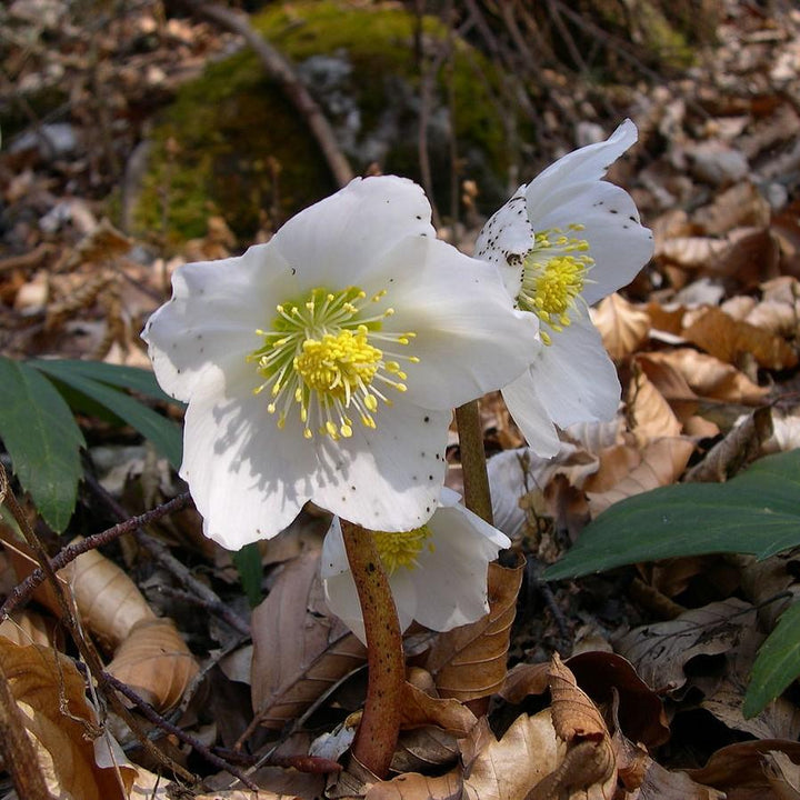 Helleborus niger 'HGC Jacob' PP17,799 ~Gold Collection® Jacob Christmas Rose - Delivered By ServeScape