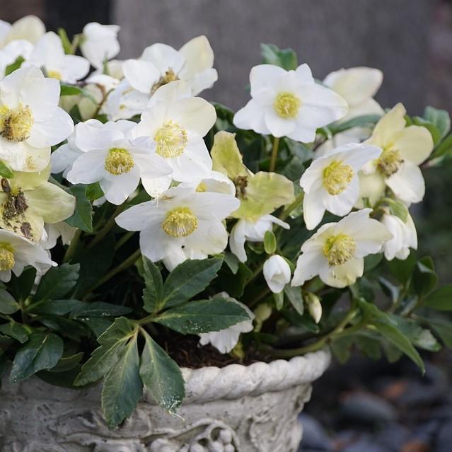 Helleborus niger 'HGC Jacob' PP17,799 ~ Gold Collection® Jacob Christmas Rose-ServeScape