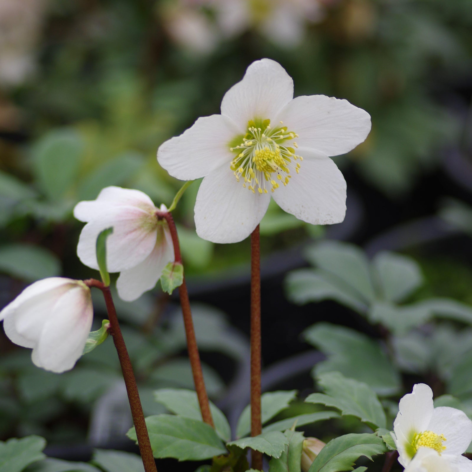 Helleborus niger 'HGC Jacob' PP17,799 ~ Gold Collection® Jacob Christmas Rose-ServeScape