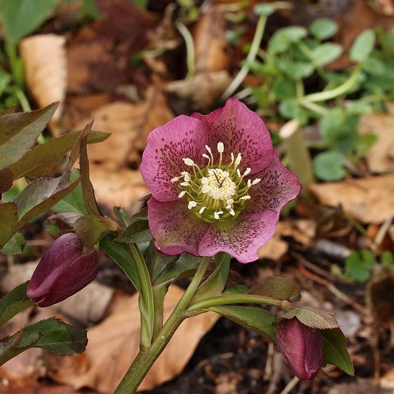 Helleborus orientalis 'Brandywine' ~ Brandywine™ Lenten Rose-ServeScape