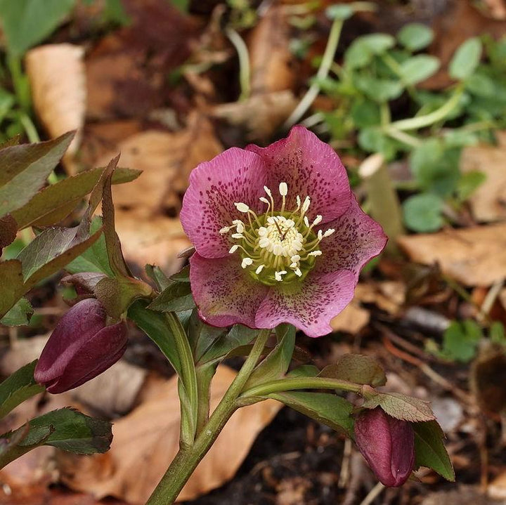 Helleborus orientalis 'Brandywine' ~ Brandywine™ Lenten Rose-ServeScape