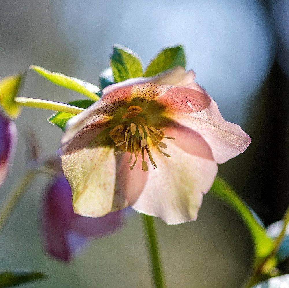 Helleborus orientalis ~ Hellbore, Lenten Rose-ServeScape