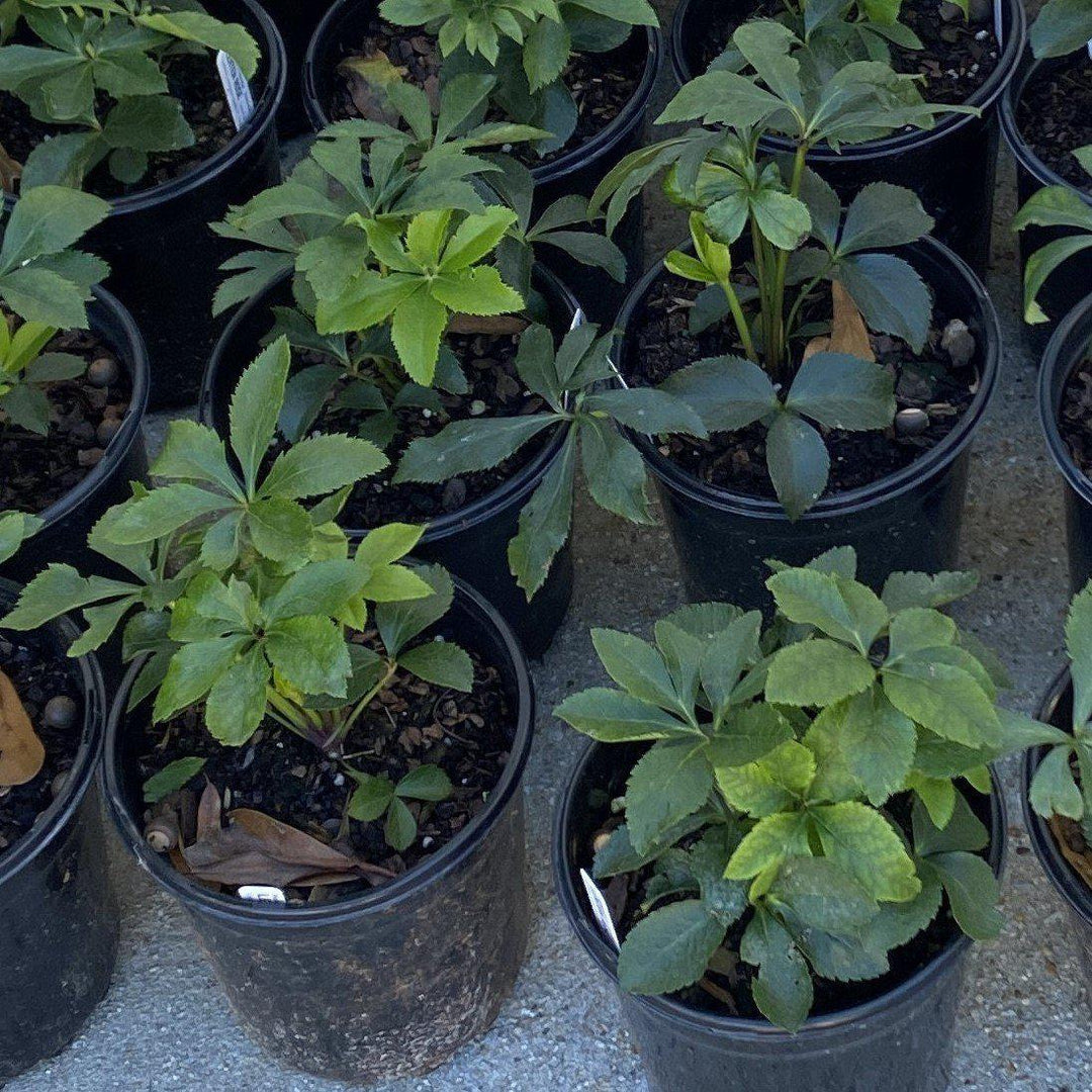 Helleborus orientalis ~ Hellbore, Lenten Rose-ServeScape