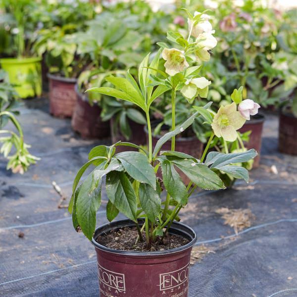 Helleborus orientalis ~ Hellbore, Lenten Rose - Delivered By ServeScape