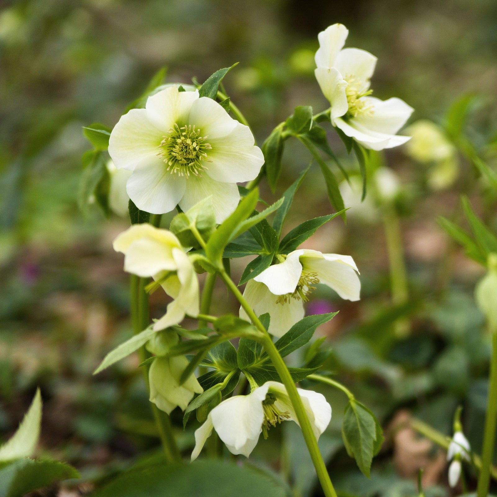Helleborus x 'White Pearl' ~ Winter Jewels® White Pearl Lenten Rose-ServeScape