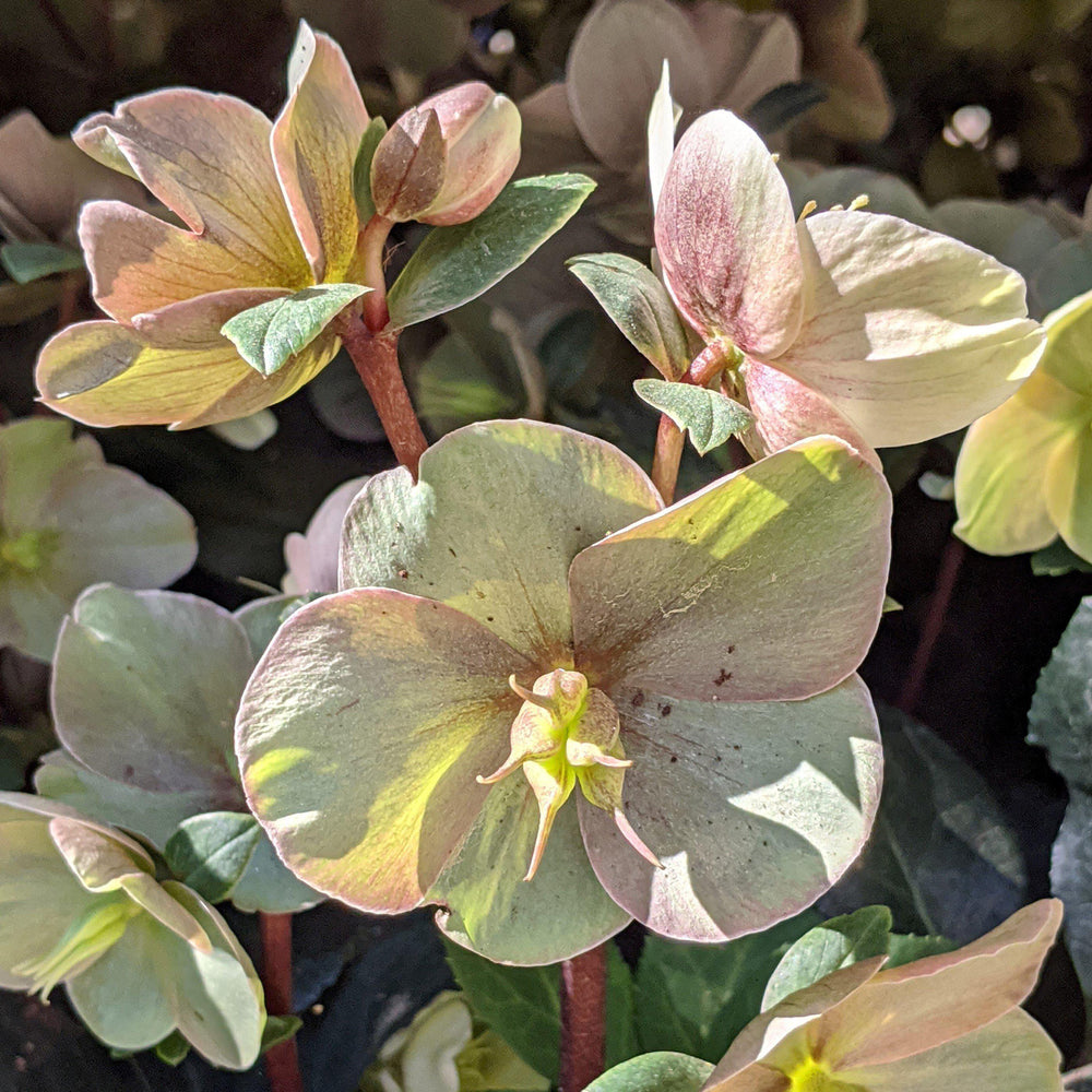 Helleborus x ballardiae ‘COSEH 700’ ~ HGC®  Cinnamon Snow Lenten Rose - Delivered By ServeScape