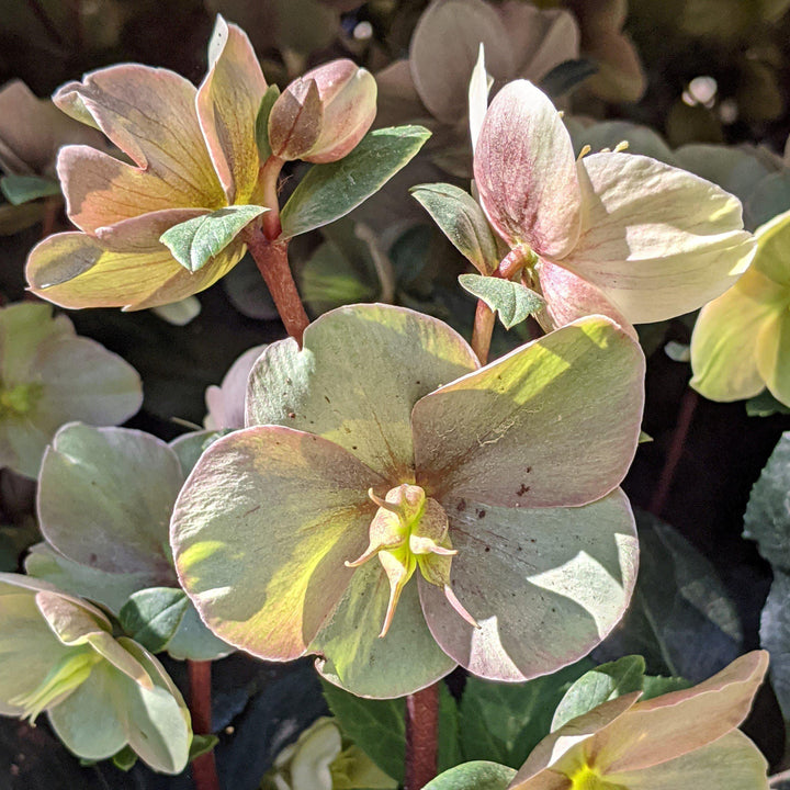 Helleborus x ballardiae ‘COSEH 700’ ~ HGC®  Cinnamon Snow Lenten Rose - Delivered By ServeScape