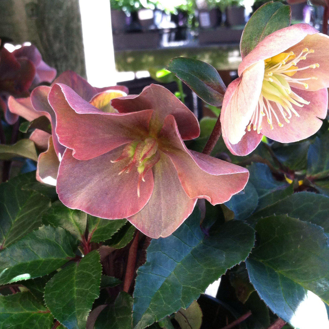 Helleborus x ballardiae ‘COSEH 700’ ~ HGC® Cinnamon Snow Lenten Rose-ServeScape