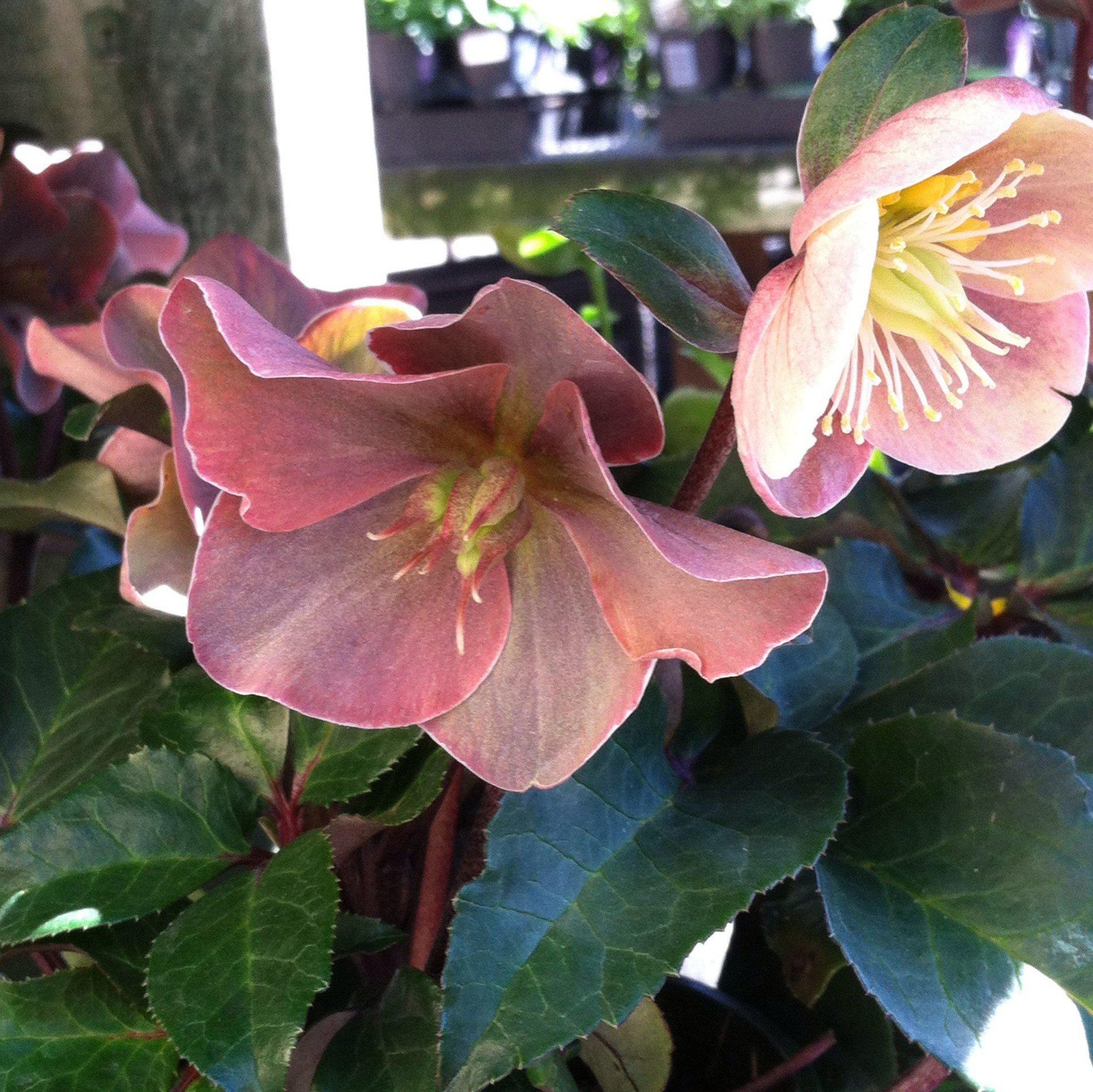 Helleborus x ballardiae ‘COSEH 700’ ~ HGC® Cinnamon Snow Lenten Rose-ServeScape