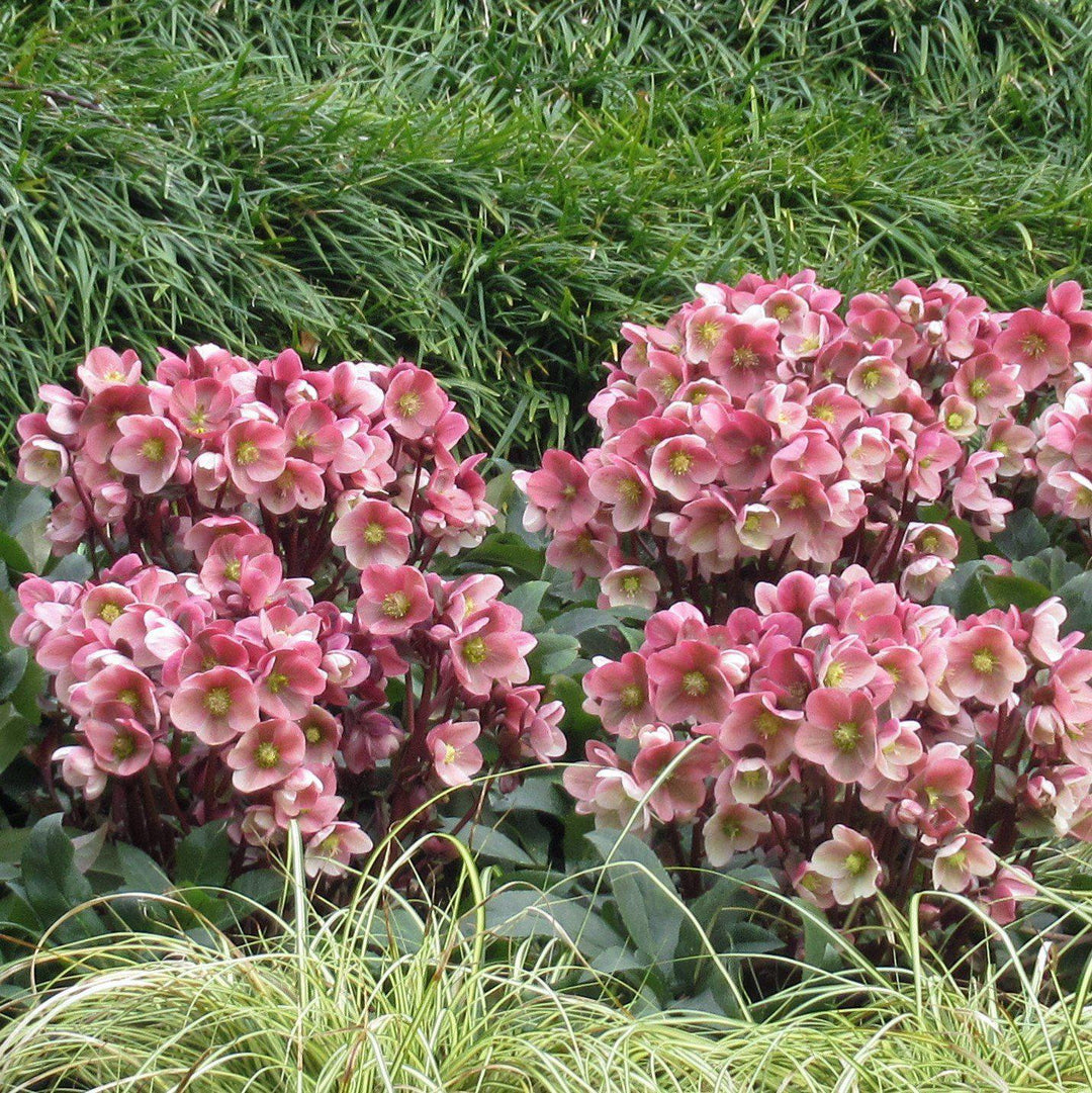 Helleborus x ballardiae 'COSEH 710' ~ Gold Collection® Pink Frost Lenten Rose-ServeScape