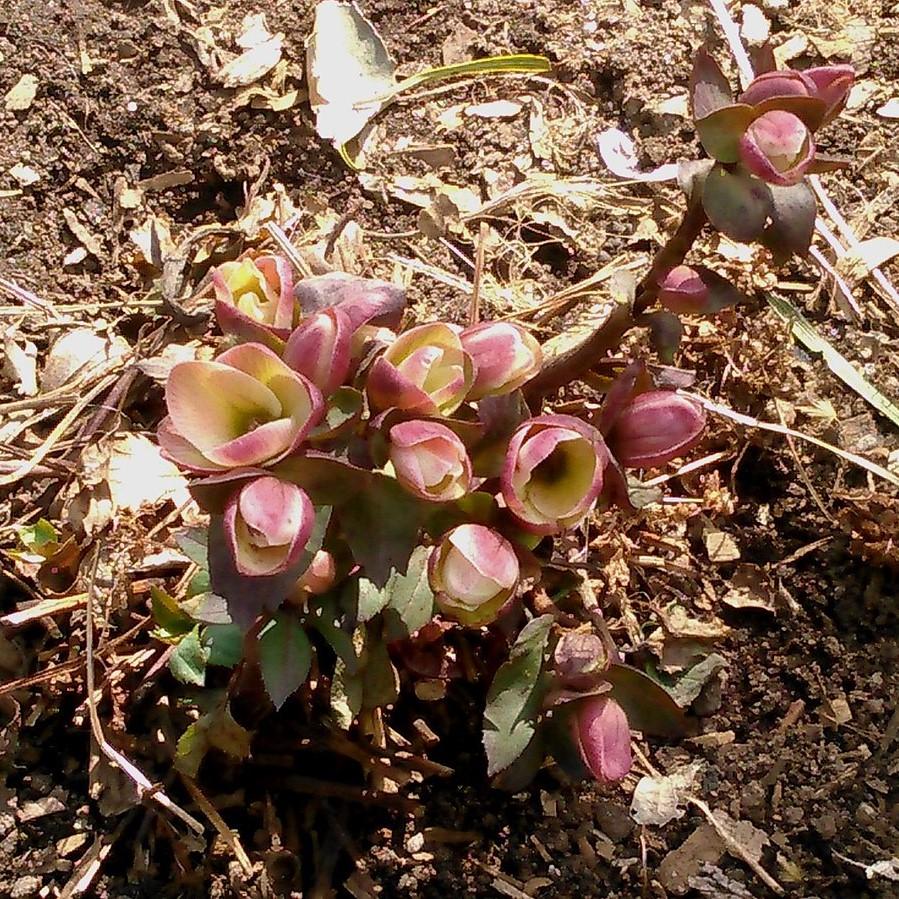 Helleborus x ballardiae 'COSEH 710' ~ Gold Collection® Pink Frost Lenten Rose-ServeScape