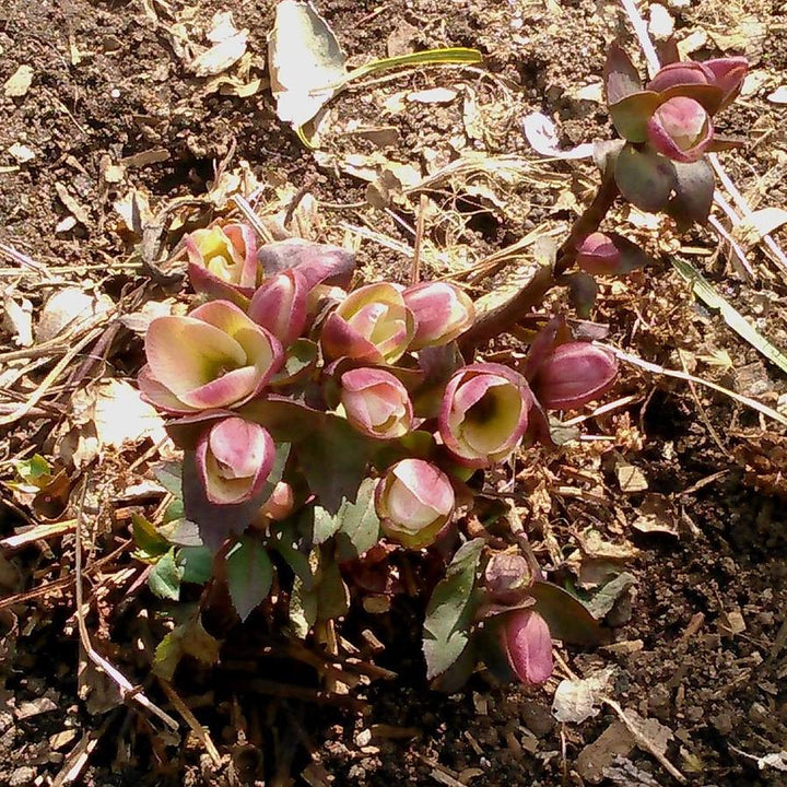 Helleborus x ballardiae 'COSEH 710' ~ Gold Collection® Pink Frost Lenten Rose-ServeScape