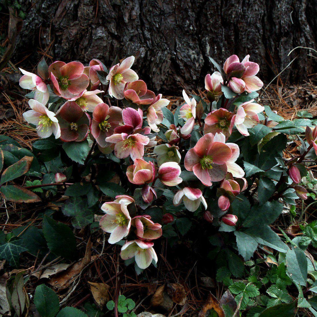 Helleborus x ballardiae 'COSEH 710' ~ Gold Collection® Pink Frost Lenten Rose-ServeScape