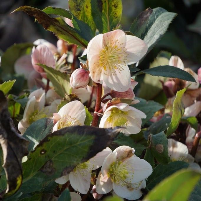 Helleborus x ballardiae ‘COSEH 790’ ~ HGC® Shooting Star Lenten Rose-ServeScape