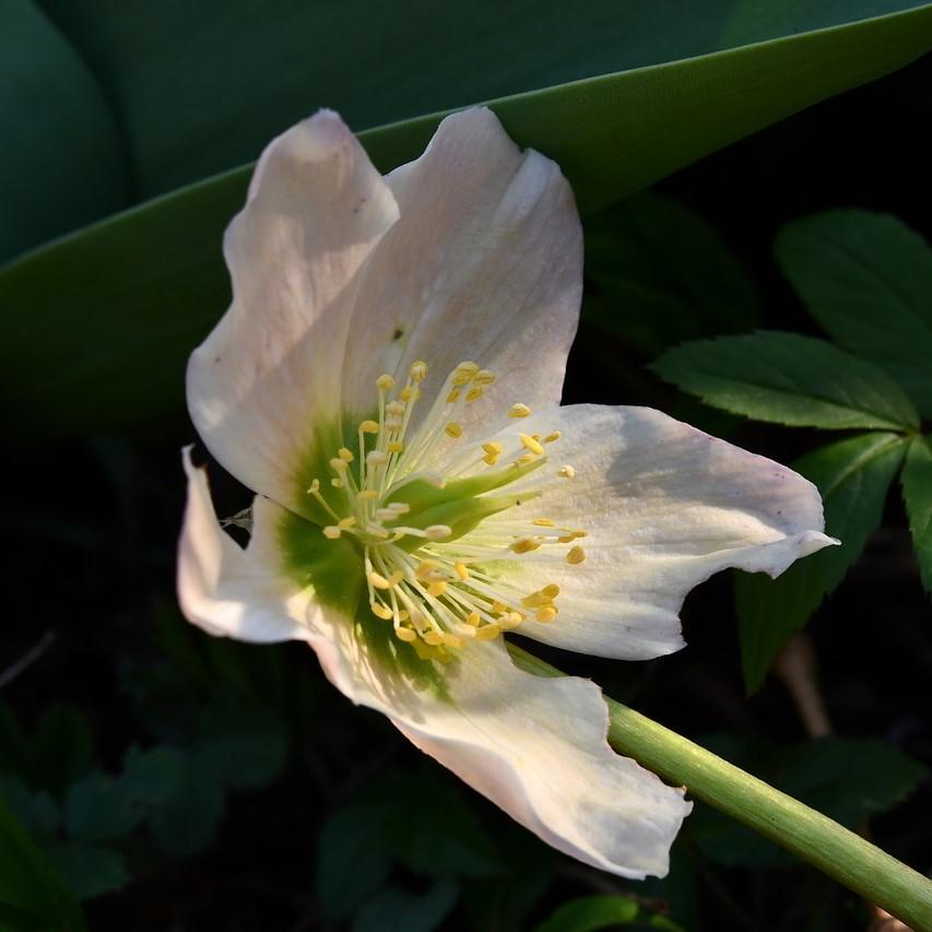 Helleborus x ballardiae ‘COSEH 790’ ~ HGC® Shooting Star Lenten Rose - Delivered By ServeScape