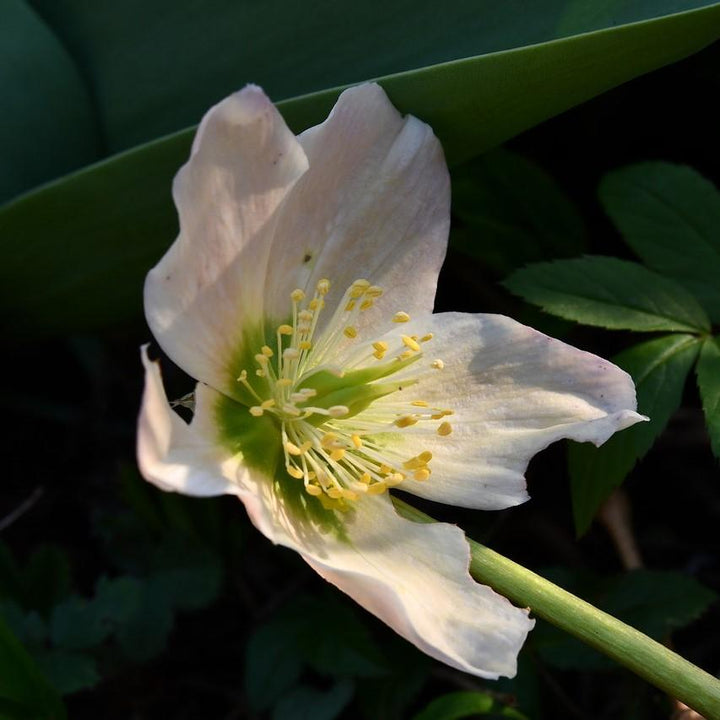 Helleborus x ballardiae ‘COSEH 790’ ~ HGC® Shooting Star Lenten Rose - Delivered By ServeScape
