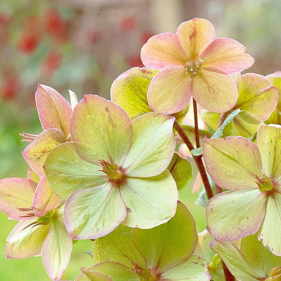 Helleborus x ballardiae ‘COSEH 790’ ~ HGC® Shooting Star Lenten Rose-ServeScape