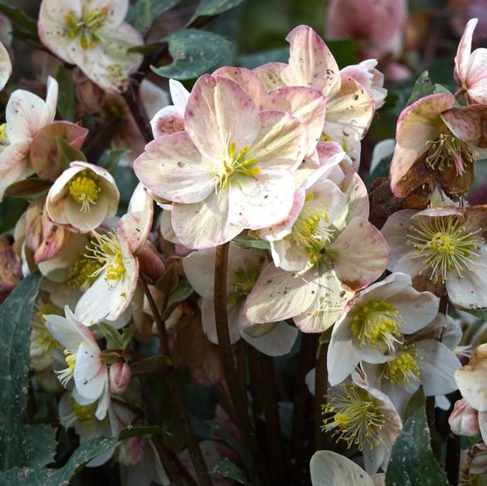 Helleborus x ballardiae ‘COSEH 790’ ~ HGC® Shooting Star Lenten Rose-ServeScape