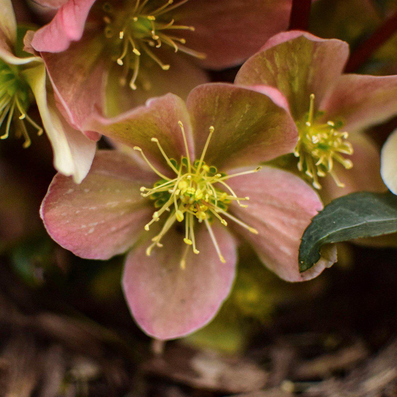 Helleborus × ballardiae 'COSEH 810' ~ HGC® Merlin Lenten Rose - Delivered By ServeScape